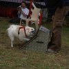 foire-haricots 2011-09-17et18